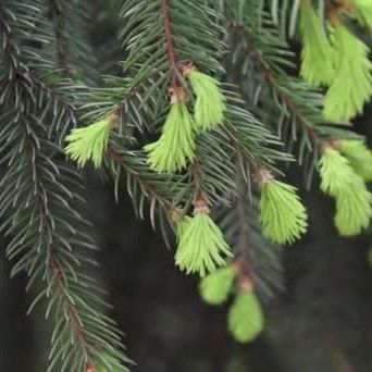 PASSEGGIATA EDUCATIVA NEL BOSCO